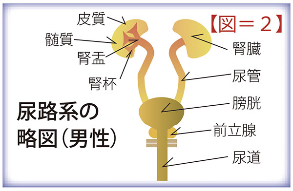 腎機能説明図2