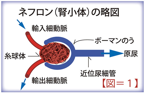 腎機能説明図1